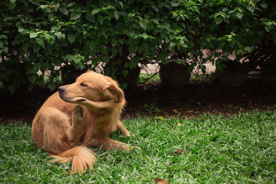 Golden retriever scratching body while sitting on green lawn near bushes