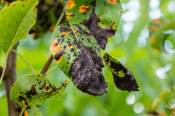 Leaves of pear tree showing signs of fungal disease pear rust caused by Gymnosporangium sabinae in a garden setting during late spring