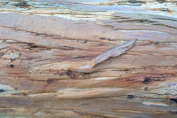 Natural texture of eucalyptus tree bark with organic patterns and peeling skin in nature