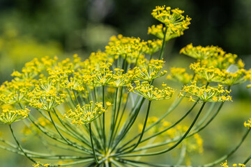Bright yellow dill flowers bloom in a lush garden showcasing the aromatic plant known for its culinary uses and health benefits throughout the summer