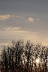 葉が落ちた防風林から漏れる沈みゆく太陽の光