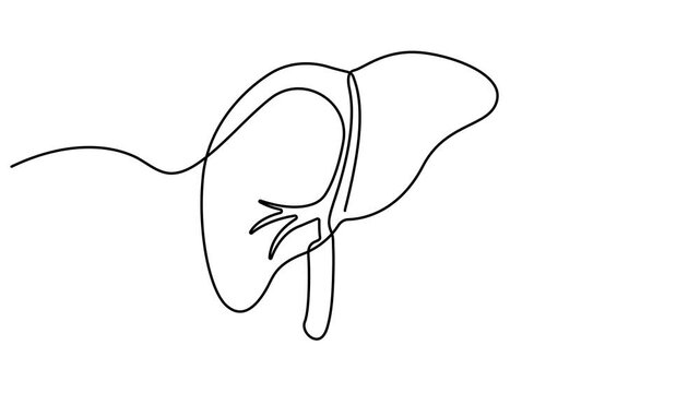 Self animated single continuous line art drawing of the human liver. Human internal organs in abstract form. Single line art Human liver animation. Full length one line art animation. 4K video