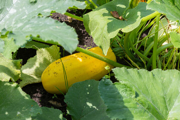 Bright yellow zucchini grows among green leaves in a sunlit garden during the summer season