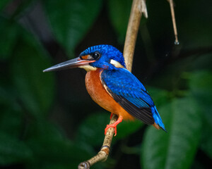 King fisher alcedo meninting 