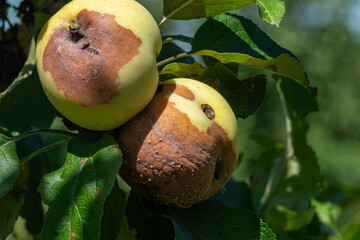 Fungal disease Monilinia fructigena causes significant brown rot on apples in an orchard during the summer season