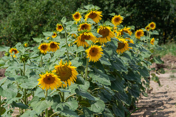 Sunflowers blooming in a field showcasing vibrant yellow petals and lush green leaves under bright sunlight
