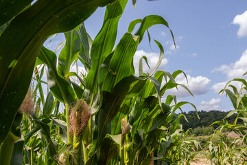 Corn field under blue sky with wispy clouds showcasing vibrant green leaves and developing ears captured during sunny summer afternoon in rural setting