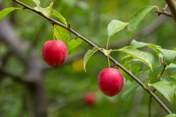 Cherry plum fruits hanging on a branch in a lush garden during late spring showcasing vibrant colors and fresh foliage