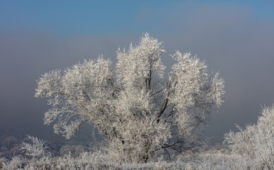 Landscape, trees, snow, kar, travel, forest, road, river, stream.
