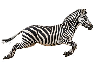Fototapeta premium Powerful Black and White Striped Zebra Leaping Mid-Air, captured in an energetic pose, isolated on transparent background for dynamic design.