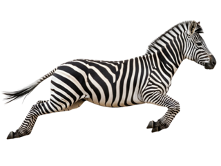 Powerful Black and White Striped Zebra Leaping Mid-Air, captured in an energetic pose, isolated on transparent background for dynamic design.