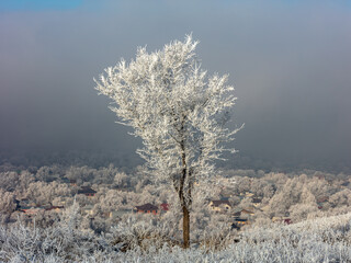Landscape, trees, snow, kar, travel, forest, road, river, stream.