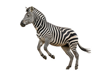 Powerful Black and White Striped Zebra Leaping Mid-Air, captured in an energetic pose, isolated on transparent background for dynamic design.