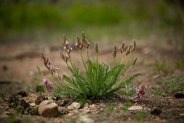 Purple flower in the grass