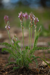 Purple flower in the grass