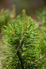 A branch of a pine tree during the period of active growth