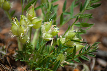 close up of a green plant