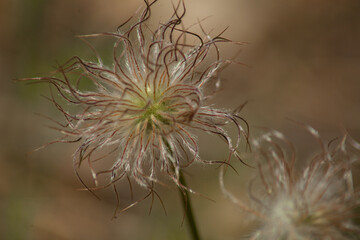 The snowdrops have faded