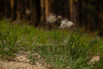 The snowdrops have faded