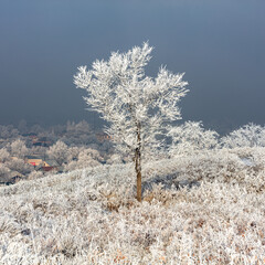 Landscape, trees, snow, kar, travel, forest, road, river, stream.