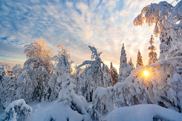 Sun rays filtering through snow covered trees