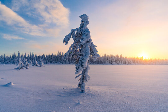 Lone frozen spruce tree covered in snow