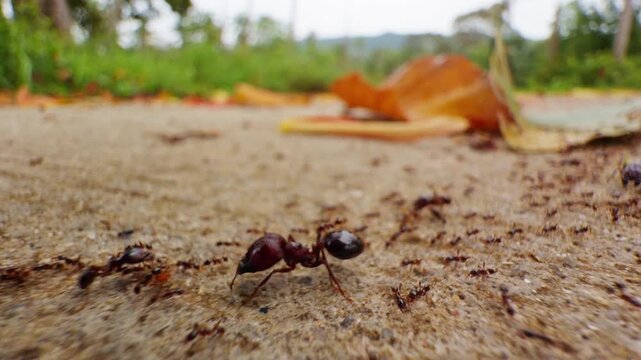 Low Angle Slow Motion View of Ant Colony Marching in Single Line across Path beside Fallen Leaf forming an Ant Trail Concept