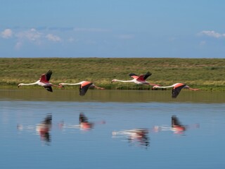 Flock of flamingos in flight