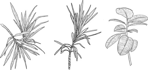 Dracaena palm and ficus branch with leaves, black and white sketch. Vector illustration. Tropical tree leaves on a set isolated on a white background. Lush wildlife plants and fresh jungle foliage. © Elena