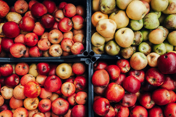 Apples Harvest Top View in Wooden Crates and Boxes