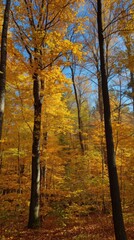 Autumn forest in golden hues