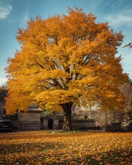 Vibrant autumn tree in courtyard