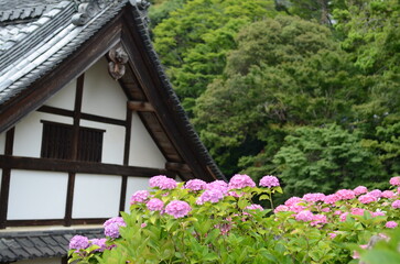 【京都】柳谷観音の境内に咲く紫陽花
