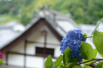 【京都】柳谷観音の境内に咲く紫陽花
