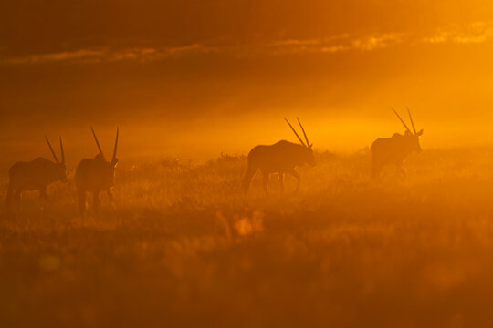 Gemsbok herd silhouettes at sunset in Kalahari grassland Botswana