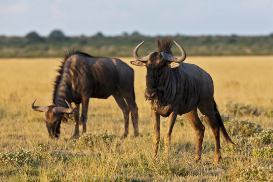 Blue wildebeest grazing in Central Kalahari Game Reserve Botswana