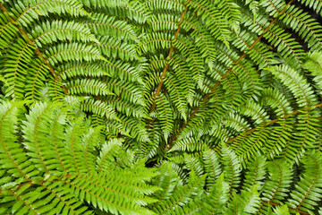 Fern fronds of black tree fern Mamaku Cyathea medullaris in New Zealand