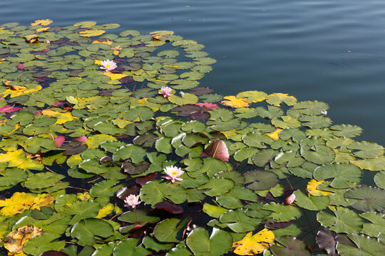 Water lily blooms and lily pads on lake We�linger See in Bavaria Germany