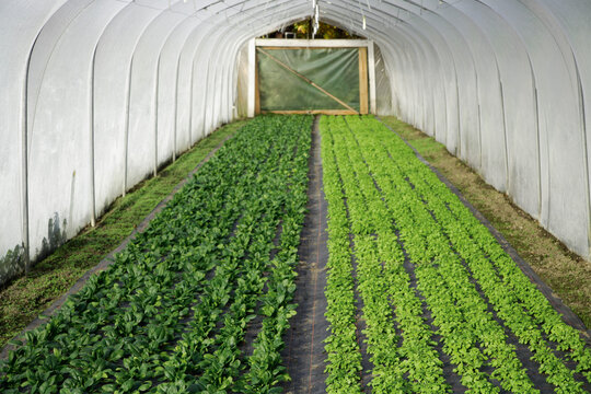 Organic spinach and purslane growing in greenhouse in Upper Bavaria