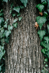 Tree Bark Texture with Climbing Green Ivy Leaves
