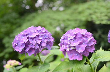 【京都】柳谷観音の境内に咲く紫陽花