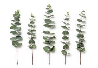 Five eucalyptus branches with green leaves isolated on white background