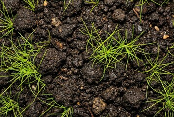Close-up of Dark Soil with Emerging Green Seedlings