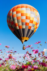 Fototapeta premium Hot Air Balloon Flying Above Pink Flower Field With Clear Blue Sky