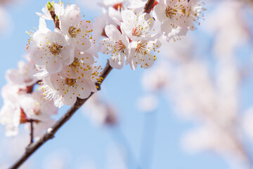 Blooming cherry blossom tree in spring, with delicate pink flowers