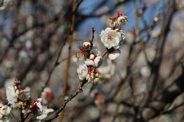 梅（世田谷 羽根木公園にて）。八重野梅。