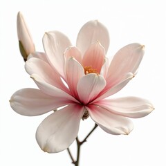 Fototapeta premium Close up photo of magnolia flower against white backdrop. Blooming flower with delicate petals and rich colors. Perfect for various design projects or springtime greetings.