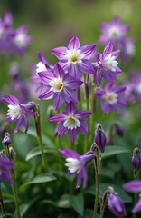 Obraz premium Close photo of purple columbine flowers with white centers. Blooming garden plants at the springtime season. Floral, botany details show petals and buds. Nature background.