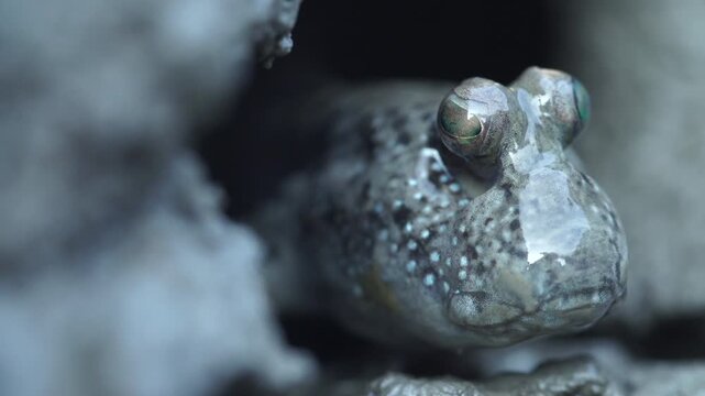 Extreme close up of a barred mudskipper peaking out from its mud hole on a mudflat in South Korea