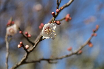 梅（世田谷 羽根木公園にて）。